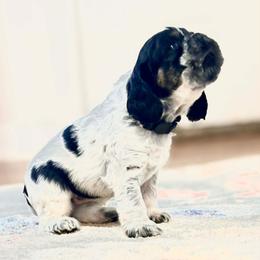 Glitter - Blue roan and tan female Cocker Spaniel puppy in Buford, Georgia from Opalina Cocker Spaniels