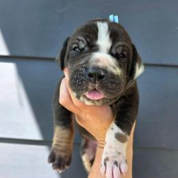 PRINCE Blanketed harlequin tan point - Harlequin male Great Dane puppy in Port Clinton, Ohio from LakeSide Danes