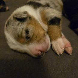 Memphis - Blue merle female Australian Shepherd puppy in Bastrop, Texas from Triple J Aussie Ranch