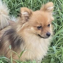 Pomeranians from Alo's Pom's