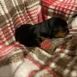 Ava - Black and tan female Yorkshire Terrier puppy in Taylorsville, North Carolina from Mountain Top Hot Tailz
