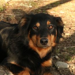 Maddie - English Shepherd