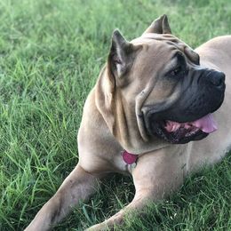 Cane Corso from Stella's Corsos