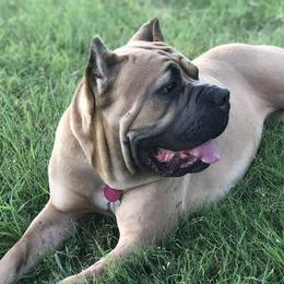 Cane Corso from Stella's Corsos