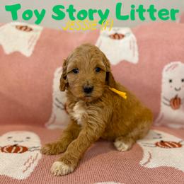 Jessie - Apricot female Goldendoodle puppy in Houston, Texas from Golden Life Doodles