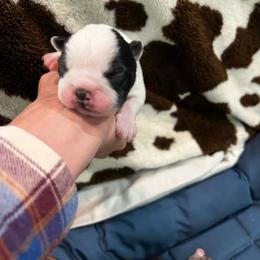 Boy 4 - Black and white male Boston Terrier puppy in Coopertown, Tennessee from Toon’s Boston Terriers