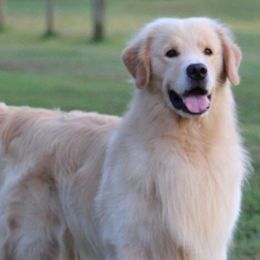 Golden Retrievers and Havanese from Liberty LionsWatch Goldens