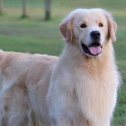 Golden Retrievers and Havanese from Liberty LionsWatch Goldens
