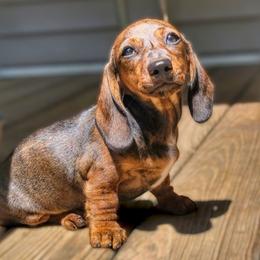 Lacey- the perfect puppy - Brindle female Dachshund puppy in Mountain Grove, Missouri from Blueprint K9 Dachshunds- www.BlueprintK9.com
