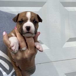 Bellini - Red female American Staffordshire Terrier puppy in Marietta, Georgia from Ambition Amstaffs