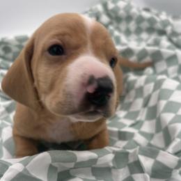 Nobu - Red male Dachshund puppy in Brownsville, California from Pine & Pasture Dachshunds