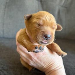 Brown Collar - Dark golden male Golden Retriever puppy in Mountain Home, Idaho from Poppy's Garden Golden Retrievers