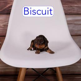 Biscuit - Chocolate male Cavapoo puppy in Calhoun, Georgia from Happy Top Doodles