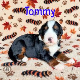 Tommy - Tri-color male Bernedoodle puppy in Banner Elk, North Carolina from Walnut Tree Bernedoodles