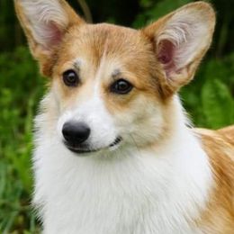 Maizy - Pembroke Welsh Corgi