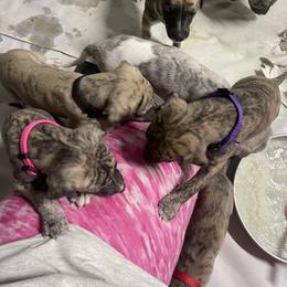 Whippet Puppies from Sara's Whippets