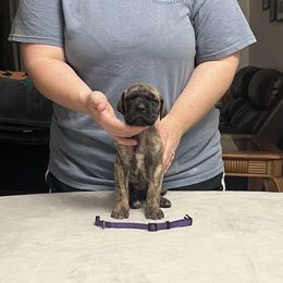 Purple Girl - Brindle female Great Dane puppy in Thomaston, Georgia from Strebor Great Danes
