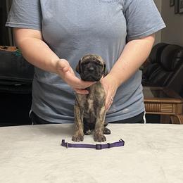 Purple Girl - Brindle female Great Dane puppy in Thomaston, Georgia from Strebor Great Danes