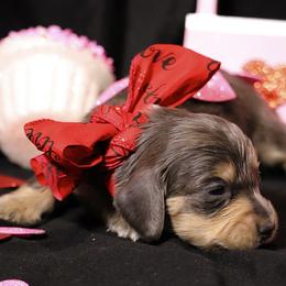 Juliet AKC limited - Blue and cream female Dachshund puppy in Bartlesville, Oklahoma from OkieDokieDox