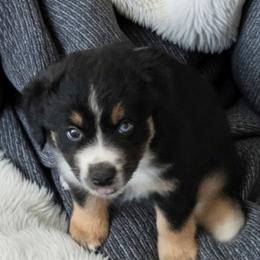 Aurora - Black tri female Miniature Australian Shepherd puppy in San Tan Valley, Arizona from Jaylee's Miniature Australian Shepherds