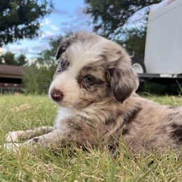 Luke - Red merle male Australian Shepherd puppy in Amarillo, Texas from 6J Aussies Australian Shepherds