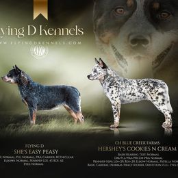 Australian Cattle Dog puppies from Flying D Kennels