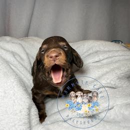 Oak - Chocolate and tan male Dachshund puppy in Cave City, Kentucky from Mammoth Cave Dachshunds