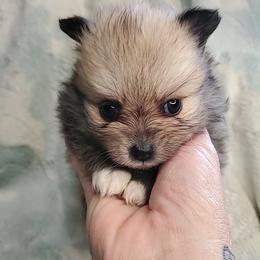 Girl 2 - Orange sable female Pomeranian puppy in Tulsa County, Oklahoma from CP Kennels