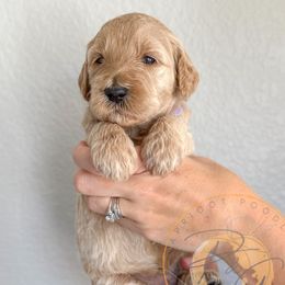 Aspen (lavender collar) - Cream female Goldendoodle puppy in Murrieta, California from Apricot Poodles & Goldendoodles, LLC