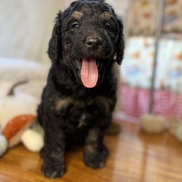Venus - Phantom female Bernedoodle puppy in Lookout, California from Remington Kennels, LLC