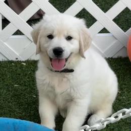 Mr. Black - Light golden male Golden Retriever puppy in Willis, Texas from Lakemist Retrievers