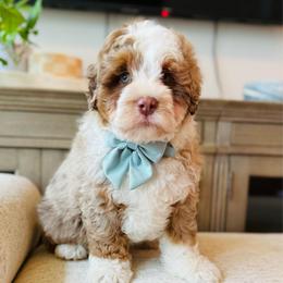 Bruce - Merle male Bernedoodle puppy in Port Orange, Florida from Royal doodles of Florida