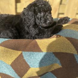 Bernedoodle Puppies from Paws of the Vineyard