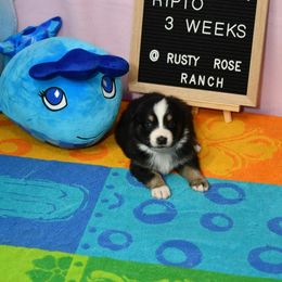 Miniature American Shepherd and Miniature Australian Shepherd Puppies from Rusty Rose Mini Aussies and Mini American Shepherds