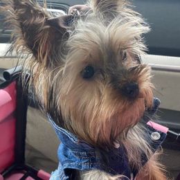 Yorkshire Terriers from Ideal Companions