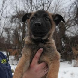 Brienne - Fawn female Belgian Malinois puppy in Baltimore, Maryland from Abenteurer German Shepherds & Belgian Malinois