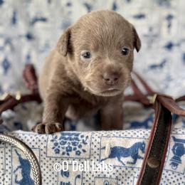 Rose - Chocolate female Labrador Retriever puppy in Sullivan, Missouri from O’Dell Labs