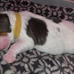 Ms Yellow - Tri-Roan female English Springer Spaniel puppy in Montville, Connecticut from Hillside Springs Farm