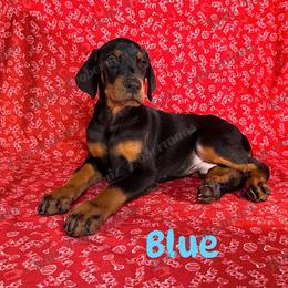 Blue Collar - Black and rust male Doberman Pinscher puppy in Louisville, Kentucky from Ruiz Dobermans