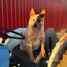 Tequila - Australian Cattle Dog
