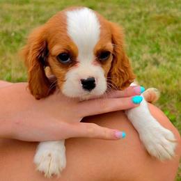 Phoebe - Blenheim female Cavalier King Charles Spaniel puppy in Watsontown, Pennsylvania from Huntsman Cavaliers