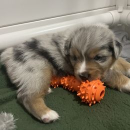 Australian Shepherd Puppies from Dream E River Ranch