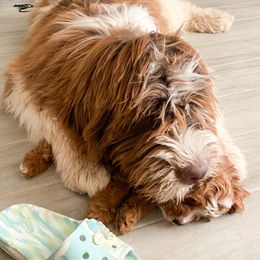 Cavapoo Puppies from Perfect Puppy Paws