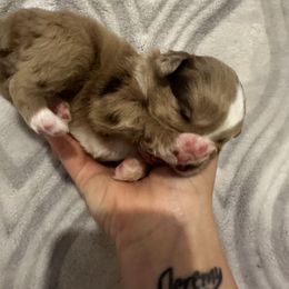 Miniature Australian Shepherd and Toy Australian Shepherd Puppies from Cherry Grove Kennel