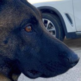 Belgian Malinois, Black Russian Terriers, Dutch Shepherds, Poodles, and Rottweilers from Louisov Kennel