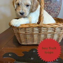 Fruit Loops - Cream male Goldendoodle puppy in Cambridge, Minnesota from Country Meadow Doodles