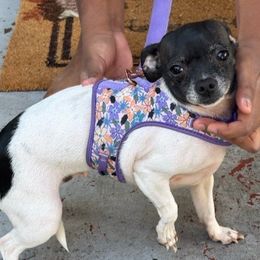 Chihuahuas from Agape Chihuahua