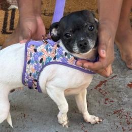 Chihuahuas from Agape Chihuahua