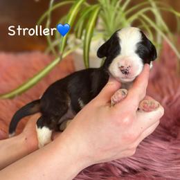 Stroller - Black tri-color male Aussiedoodle puppy in Lancaster, Minnesota from Finney Ranch