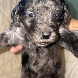 Girl 3 - Merle female Goldendoodle puppy in Holly, Colorado from Vida’s Loving Doodles